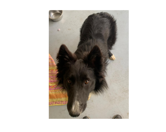 bordercollie