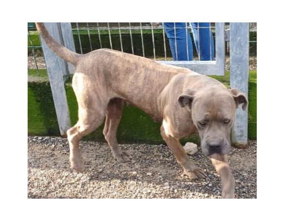 cane corso