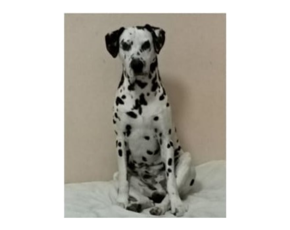 dalmata