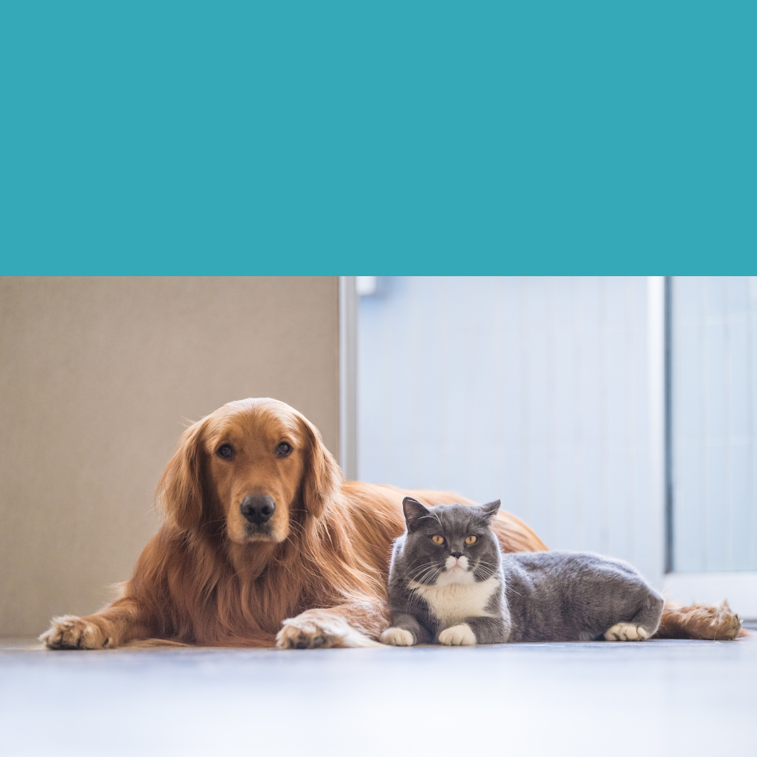 Corso propedeutico in interventi assistiti con gli animali (IAA)