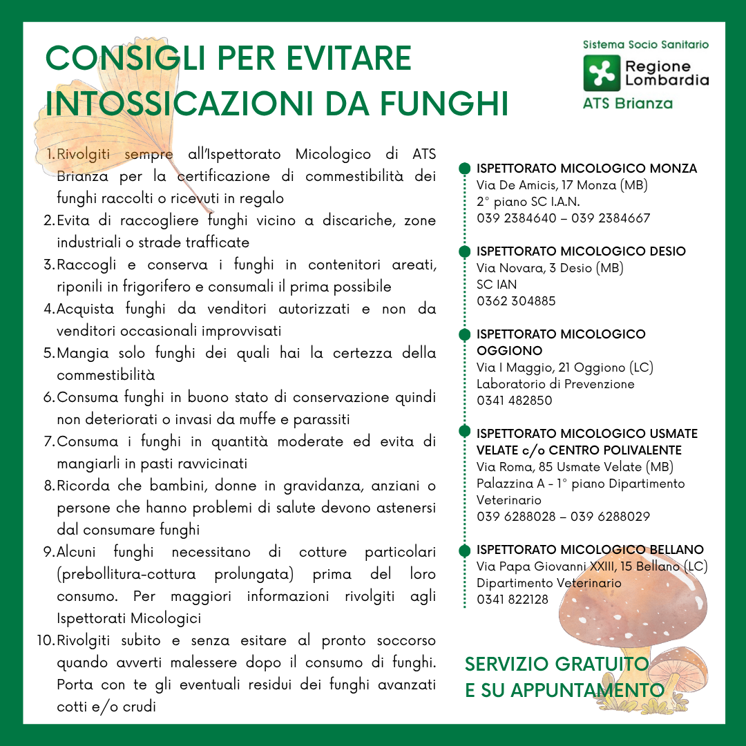 imagevolantino