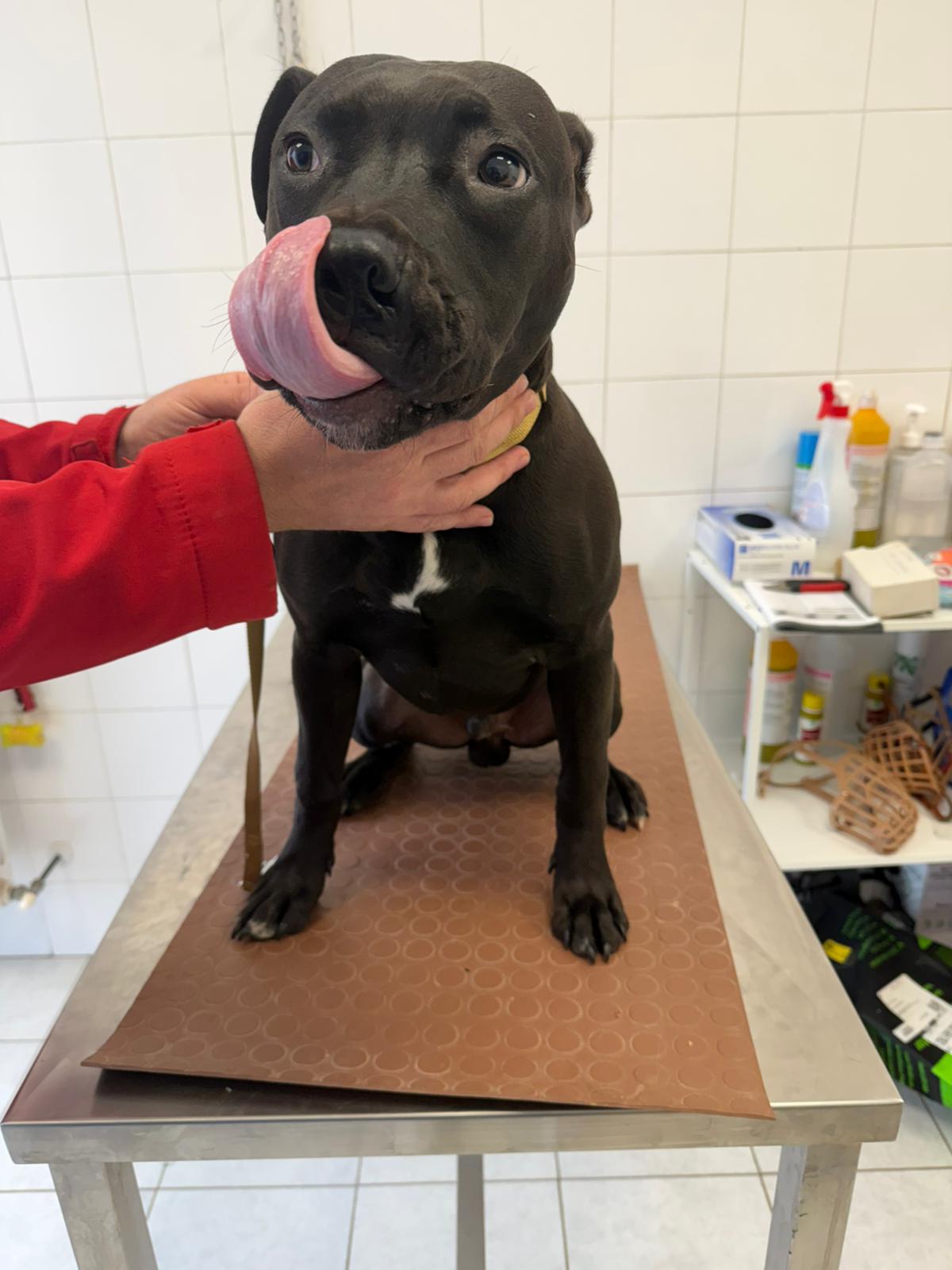 Meticcio Pittbull