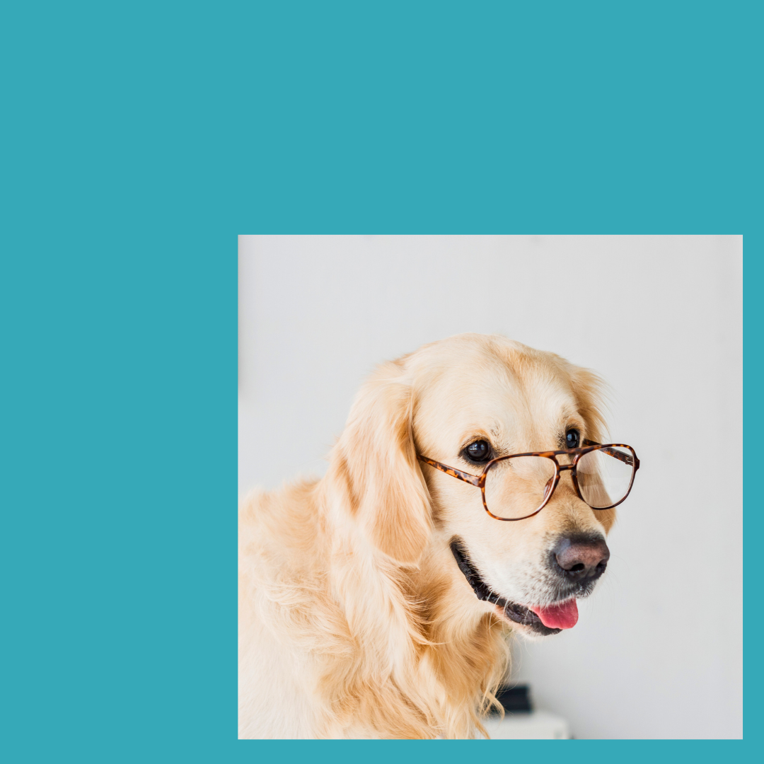 Corso di formazione per proprietari di cani e non -  PATENTINO